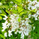 アカシアの花