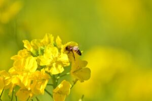 菜の花と蜜蜂